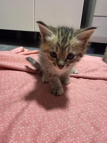 🌸 Очаровательные малыши ищут дом 🌸 1 марта родились наши чудесные — 4