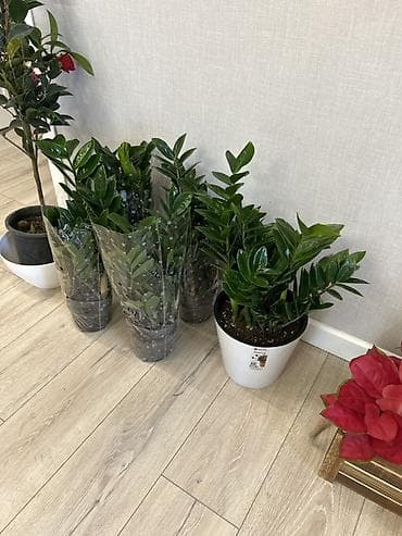акрил листы: Замиокулькас (долларовое дерево) в горшках - Пышные кусты с плотными — 2