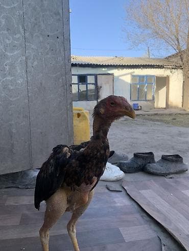 аям семани: Продаю | Петух | Бойцовая | Для разведения — 6