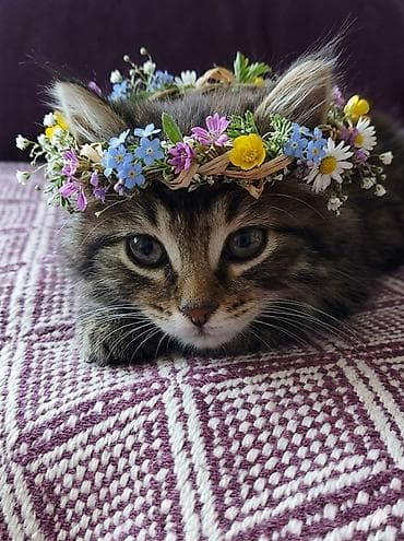кошка рыжая: Беспородная, 1 месяц, Девочка, Приучена к лотку — 1