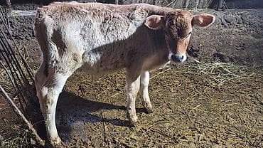 Животные: Продаю | Музоо, торпок | На откорм | Искусственник — 2