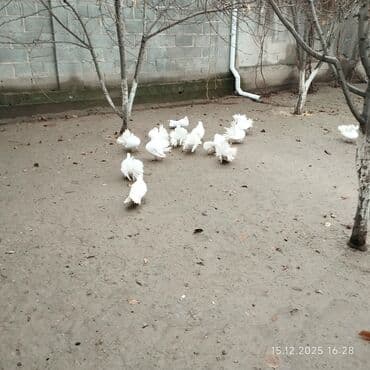 говорящий ожереловый попугай: Продаю павлин голубей по 700сом штук — 3