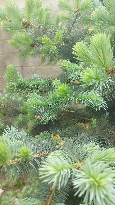 куплю голубой ель: Ель голубая (Picea pungens), выращенная на участке. Описание: - — 4