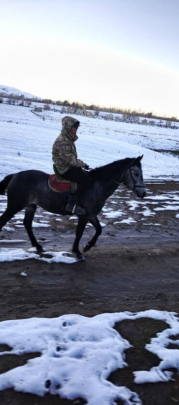 купить бельгийскую овчарку малинуа: Жазга 1 асый Жоош оозу элпек урганы чуркашы жакшы. 😎 — 1