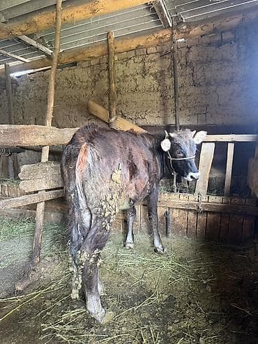 сколько стоит живой вес быка: Продаю | Музоо, торпок | На откорм | Привязанные — 3