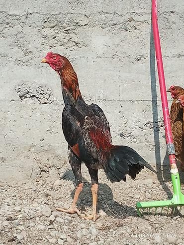 Корма для с/х животных: Продаю | Петух | Бойцовая | Для разведения — 1