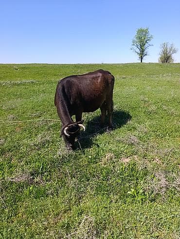 калта тай: Продаю | Корова (самка) | Полукровка | Для разведения | Привязанные — 4