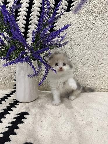 Кошки: Скотиш Фолд (Шотландская вислоухая), 2 месяца, Девочка, Приучена к лотку — 7