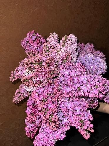 Майрамдык товарлар: КАЛИРОВАНАЯ СИРЕНЬ букет из живой кустовой сирени БУКЕТЫ ПО 800 1000 — 4