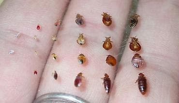 Клининговые услуги: Дезинфекция, дезинсекция, | Клопы, | Офисы, Квартиры, Дома — 2