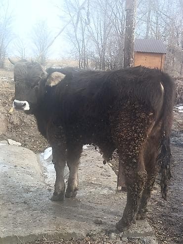 Собаки: Продаю | Бык (самец) | На откорм — 1