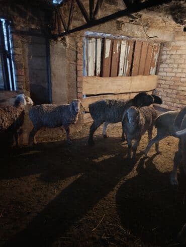Продаю | Овца (самка) | Меринос | Для разведения | Матка