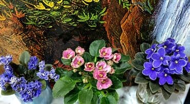 петуния цветы: В продаже детки сортовых мини и полумини фиалок 🌺🌿🌺. Есть черенки — 6