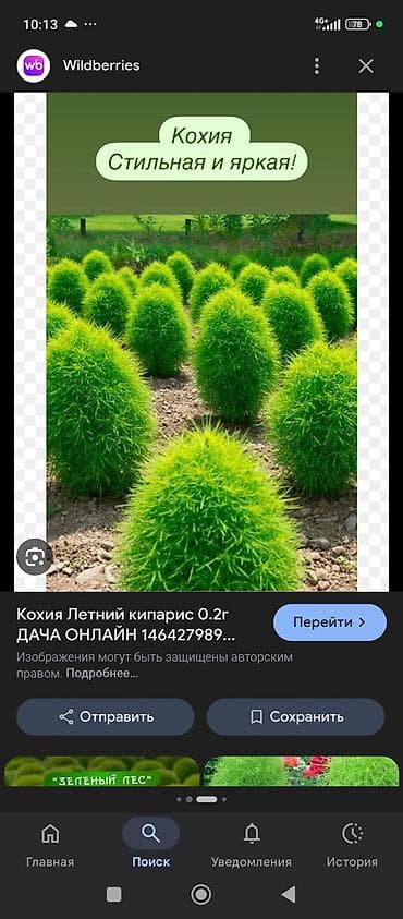 Кохя,бир жылдык арча кочоттору бар оптомга