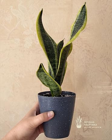 драцены: 🌿 САНСЕВИЕРИЯ Стильное и неприхотливое комнатное растение, которое — 3