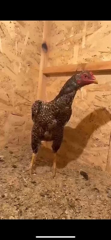 клетка для несушка: Продаю | Куры | Бойцовая | Для разведения — 1