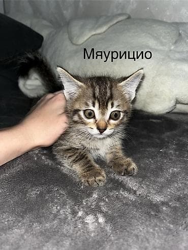 чижил: Котята домашние, окрас классический табби в разных вариантах. На фото — 2