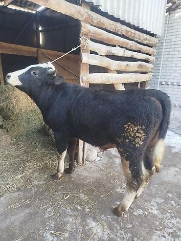симентал бычки: Продаю | Бык (самец) | Для разведения — 4