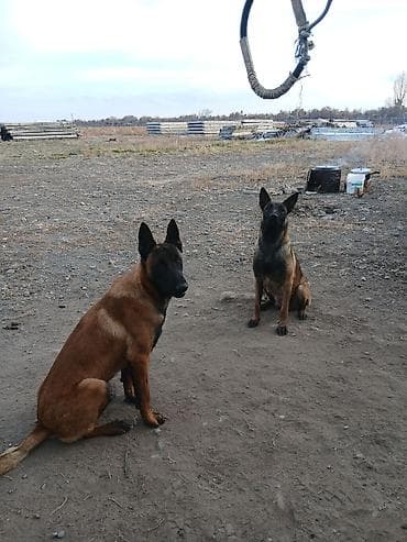 малинуа собака: Предлагаются к бронированию щенки Белгийской овчарки Малинуа.Щенков 9 — 9