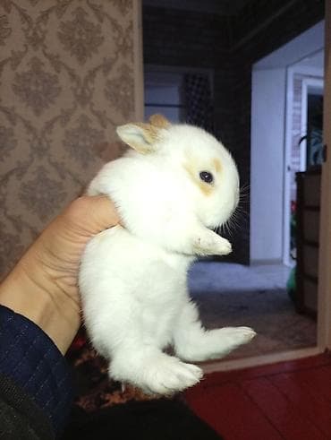 Башка жаныбарлар: Декоративные карликовые крольчата - Порода: карликовые (мини) — 9