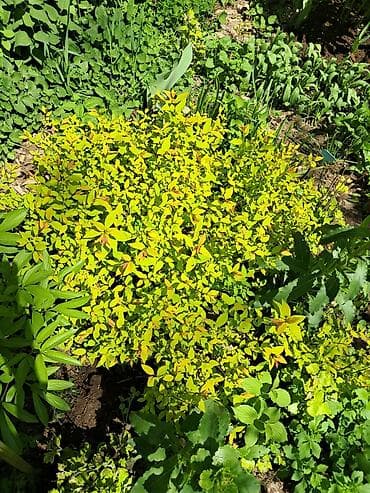 Многолетние садовые растения (делёнки/корневища) для тенистых и — 6