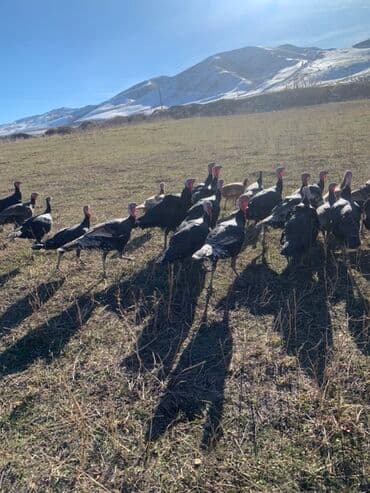 продаю индюк: Продаю | Индюк (самец) | Черный принц | Для разведения | Племенные — 3