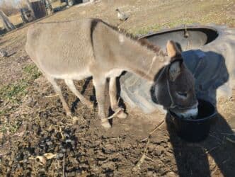 Кемирүүчүлөр: Айгыр эшек — 2