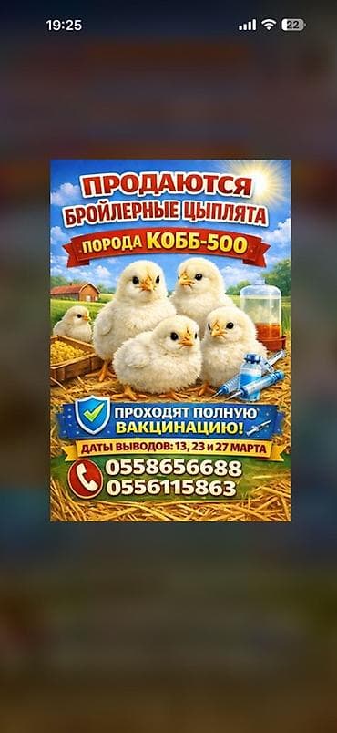 Куплю с/х животных: Продаю | Цыплята | КОББ 500 | На забой — 1