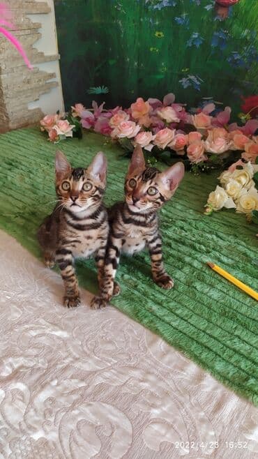 купить породистых котят: Привет друзья. красивейший новый помет бенгальских котят. сейчас нам — 11