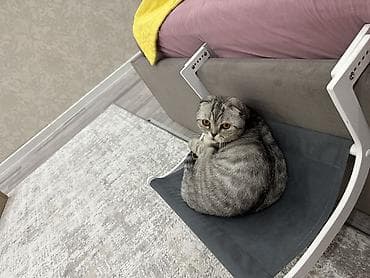 Продажа кошек: Шотландская вислоухая кошка (Scottish Fold) Отдадим в хорошие руки — 3