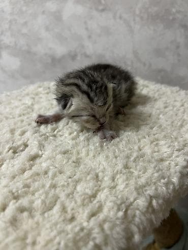 Продажа кошек: 🐾 Открыта бронь на очаровательных котят 🐾 Малыши домашних кошек ищут — 5