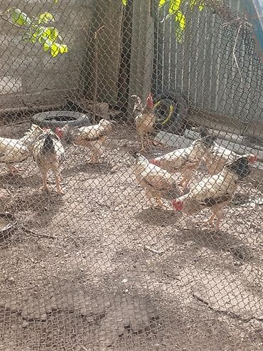 курица бишкек: Продаю | Куры — 1