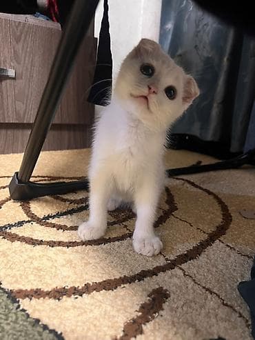 Скотиш Фолд (Шотландская вислоухая), 3 месяца, Мальчик, Белый, Приучена к лотку