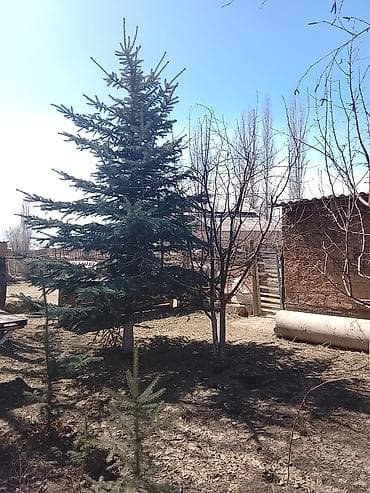 Ели голубые - Порода: ель голубая (Picea pungens), характерная