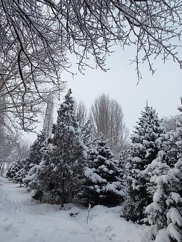 ишу работу охраника: Саженцы деревьев: Ели — 1