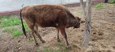 бараны цена бишкек: Продаю | Тёлка | На откорм, Для разведения, Для молока — 5