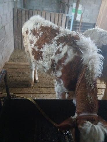 телята голштин: Продаю | Тёлка | Полукровка | На откорм | Привязанные — 7