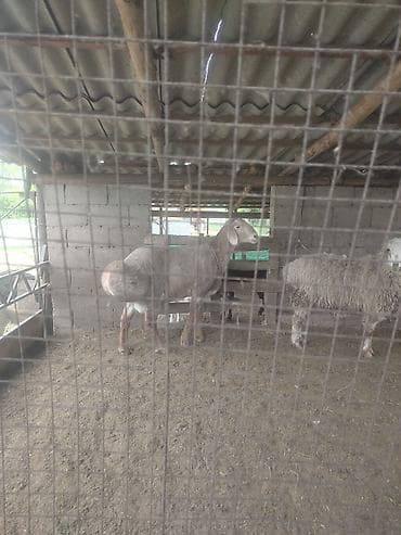 балык чарба: Сатам | Кочкор (эркек) | Көбөйтүү үчүн | Асыл тукумдуу — 4