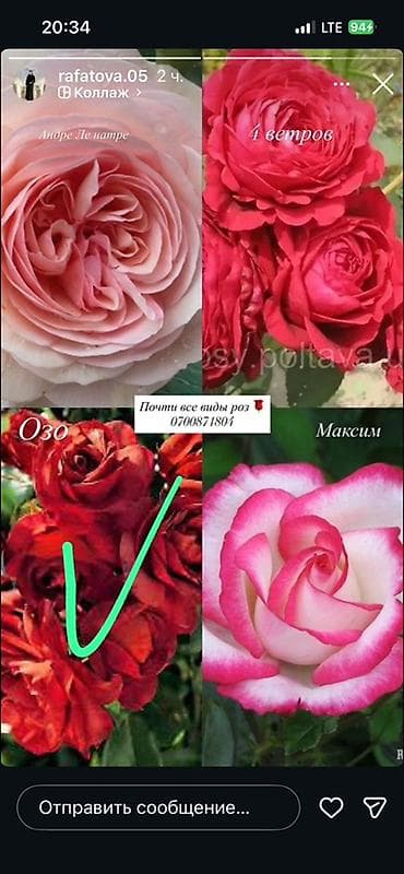 буква к: Саженцы — 1