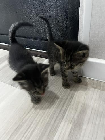 отдам породистых котят: Котёнок тигрового окраса. продаются обои один мальчик вторая девочка — 6