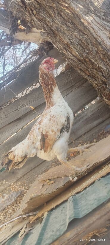 отдам даром охотничью собаку: Продаю | Куры | Бойцовая | Для разведения — 3