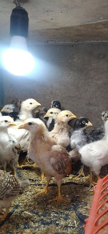 А/ч жаныбарлары үчүн тоюттар: Сатам | Балапандар — 1