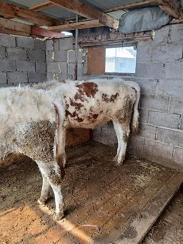 Мышыктар: Сатам | Бука (эркек) | Аргын | Бордоп семиртүү үчүн | Байланган — 4