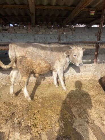 Продаю | Бык (самец) | На откорм | Привязанные