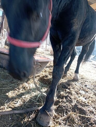 ит доберман: Продаю | Конь (самец) — 3