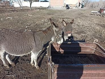 Домашние ослы (пара) - Два серых осла, компактного роста, шерстные, с at lalafo.kg Домашние ослы (пара) - Два серых осла, компактного роста, шерстные, с