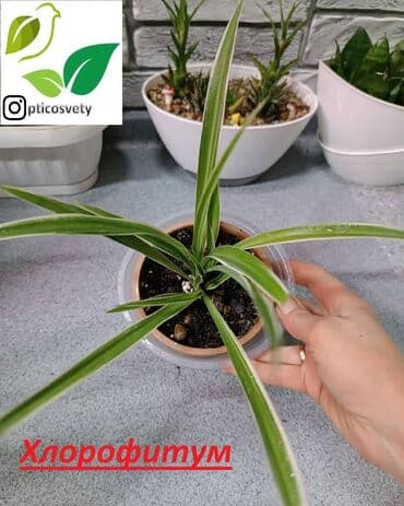 полка для цветов с подсветкой: Продаю комнатные цветы в ассортименте — 22