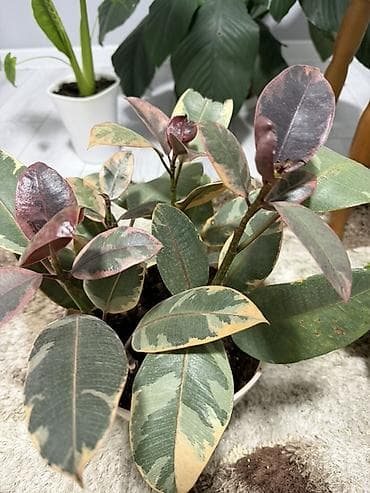 Фикус эластика вариегатный (Ficus elastica ‘Tineke/Belize’) — 1