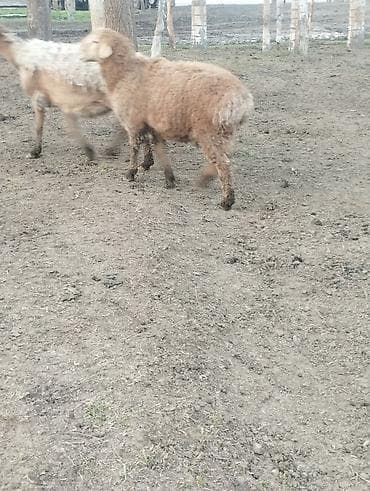 кукуруза кант: Продаю | Овца (самка) | Для разведения — 8
