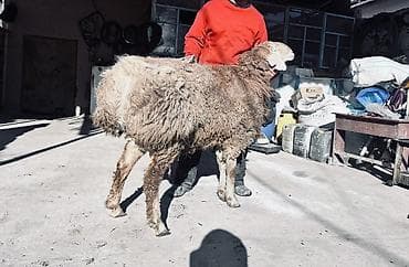 яйцо брамо: Продаю | Овца (самка) | Полукровка, Арашан | На забой, Для разведения | Осеменитель — 1